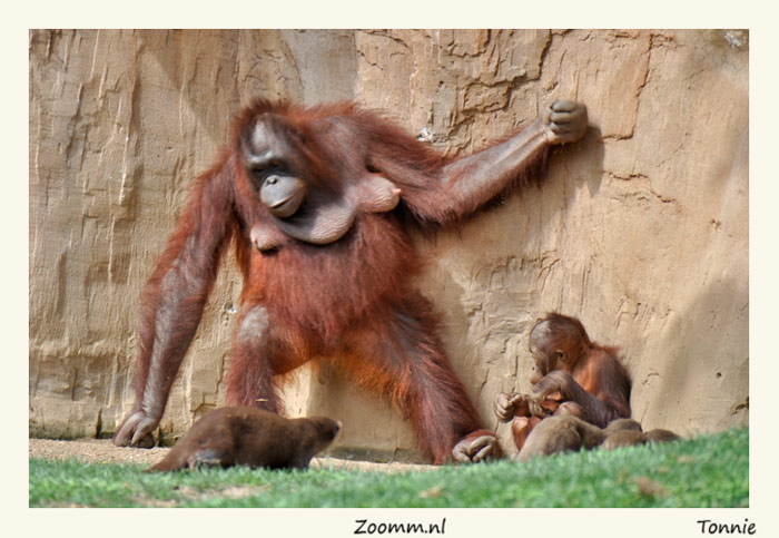 ORANG OETAN GEBRUIKT STENEN MES OP EIGEN INITIATIEF visual data 7